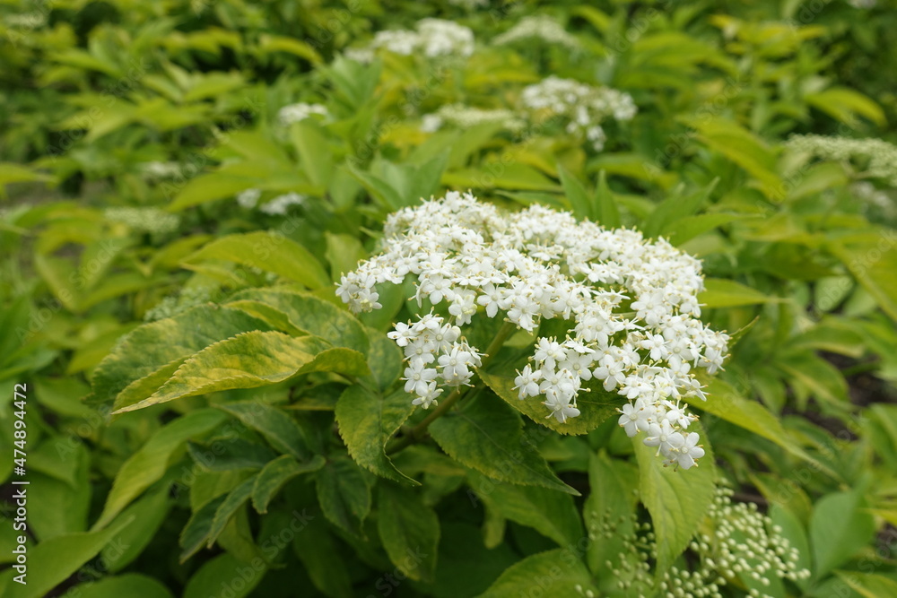 Corymbs of flowers of gold leaf European elderberry in May Corymbs of flowers of gold leaf European elderberry in May