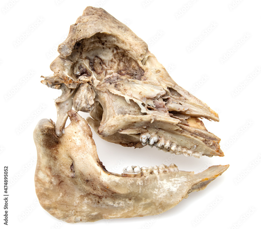 Naklejka premium pig skull bones on white background