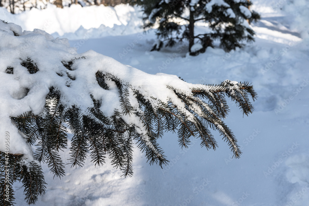 Spruce branch covered with snow in the forest, close-up. Natural winter festive forest background. New Year and Christmas. Copy space