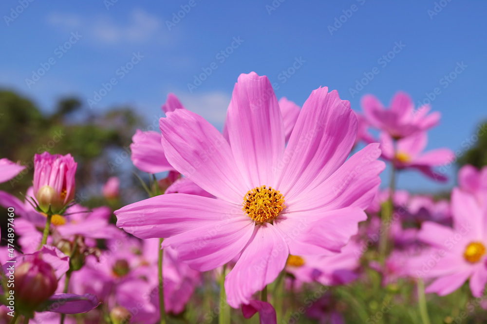 Closeup of a Gorgeous Garden Cosmos in the Field with Blue Sky in the Backdrop Closeup of a Gorgeous Garden Cosmos in the Field with Blue Sky in the Backdrop