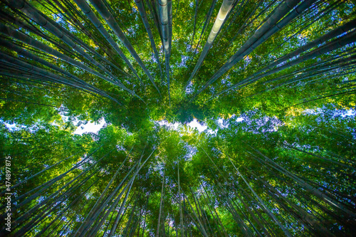 京都府嵐山 竹林の小径