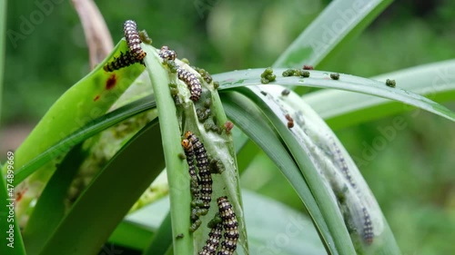 Close up of Amaryllis Borer - Brithys crini - caterpillar worm infestation on the leaves of an Amarylillis plant photo