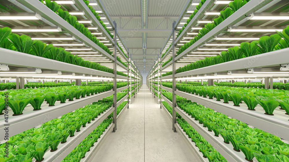Hydroponic indoor vegetable plant factory in exhibition space warehouse. Interior of the farm hydroponics. Green salad farm. Lettuce Roman growing in greenhouse with led lightning. 3D render - obrazy, fototapety, plakaty 