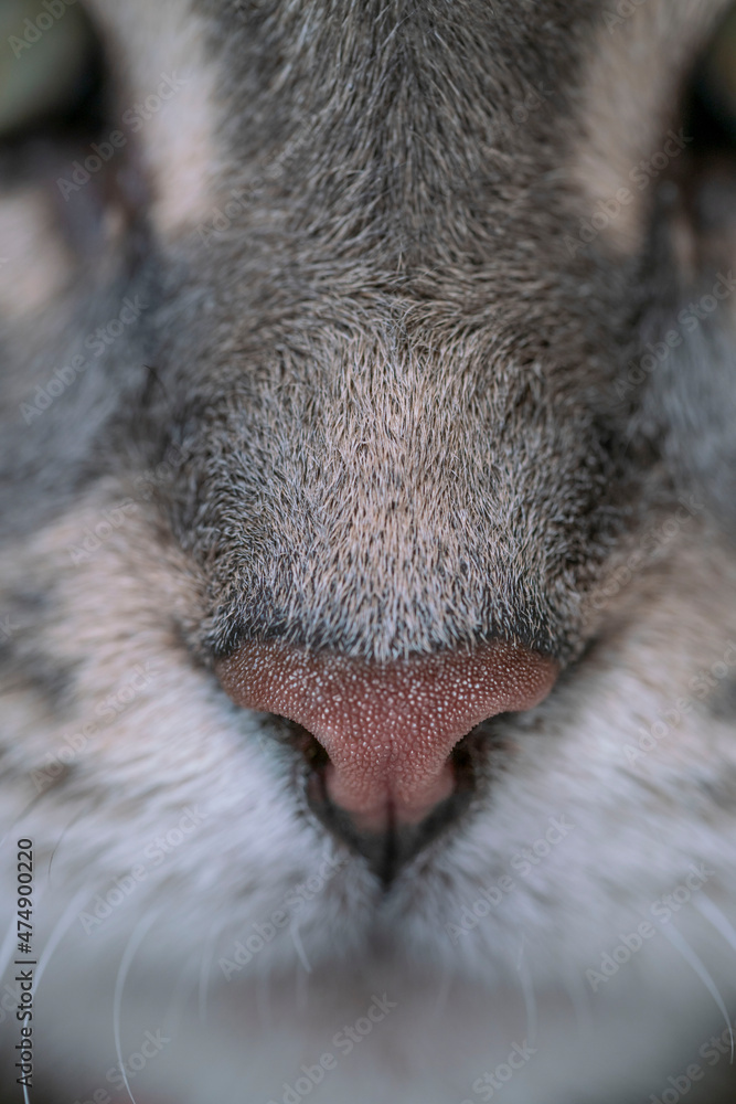 extreme closeup nose of tabby cat with selective focus extreme closeup nose of tabby cat with selective focus
