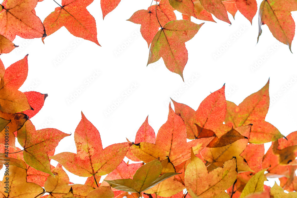 Fototapeta premium autumn colorful maple leaves isolated white background.