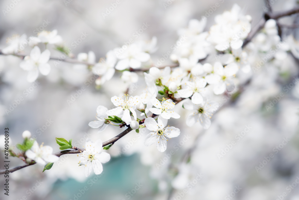 Plum spring flowers