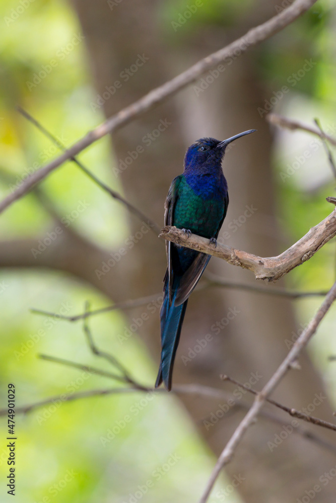 The swallow-tailed hummingbird perched on a branch of a tree in the forest. Species Eupetomena macroura also know the Beija-flor Tesosura. Birdwatching. Animal World. Birding. The swallow-tailed hummingbird perched on a branch of a tree in the forest. Species Eupetomena macroura also know the Beija-flor Tesosura. Birdwatching. Animal World. Birding.