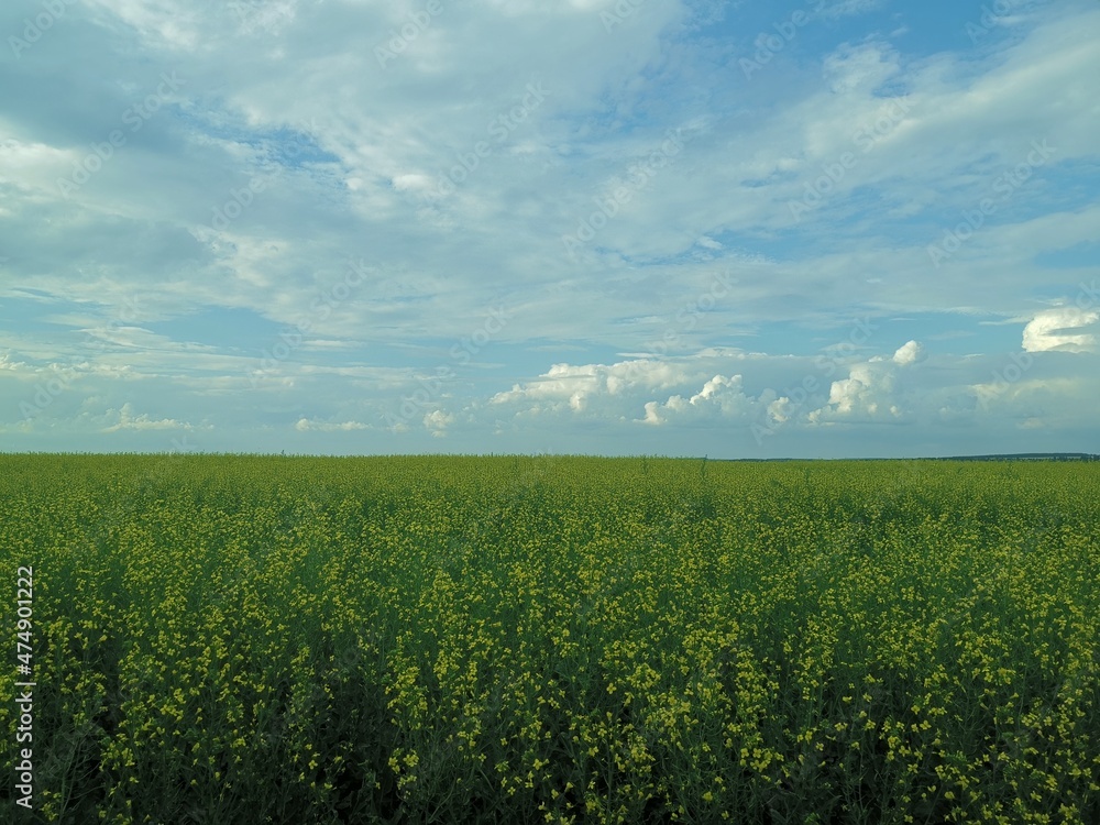 Obraz premium green field and blue sky