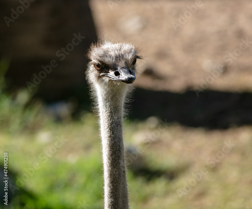 A Face Portrait of an Ostrich with a Clear Look of the Eyes and Beak Looking so Cute