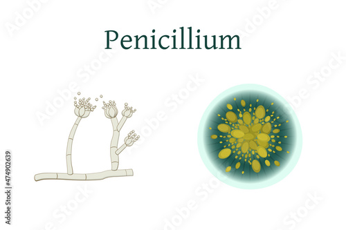 Penicillium mold vector illustration isolated on white background. photo