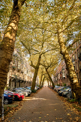 The famous leaning Sycamore trees in the Lomanstraat, Amsterdam