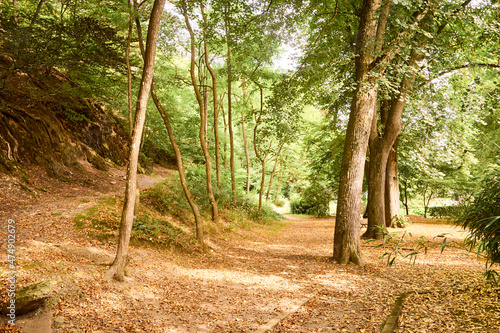 Three paths to choose from in a sunny atumn park photo