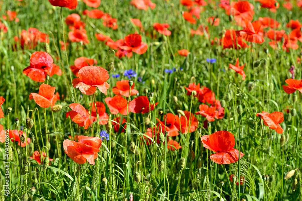 Wide green field with red poppy. Wide green field with red poppy.