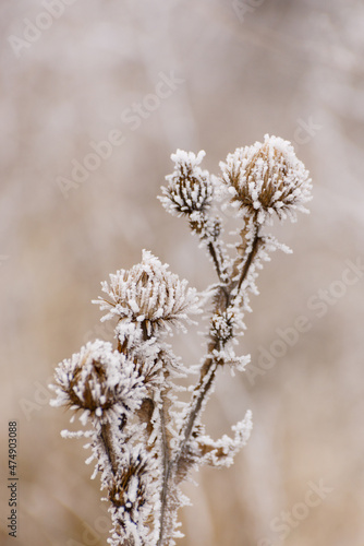 Frosted burdock flowers. Winter seasonal background. Selective focus image of beautiful cold winter nature.