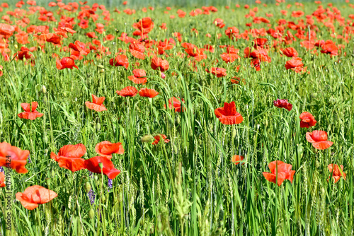 Wide green field of wheat with red poppy.