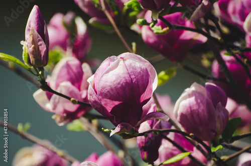 Magnolia spring flowers © Roxana