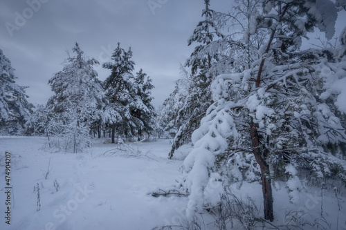 winter forest, trees in the snow, nature photos, frosty morning