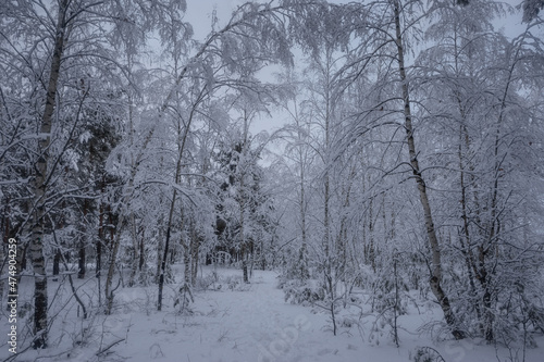 winter forest, trees in the snow, nature photos, frosty morning © Михаил Корнилов