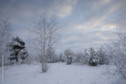 winter forest, trees in the snow, nature photos, frosty morning © Михаил Корнилов