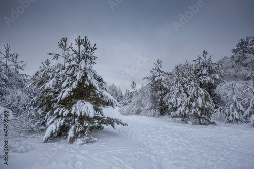 winter forest, trees in the snow, nature photos, frosty morning © Михаил Корнилов