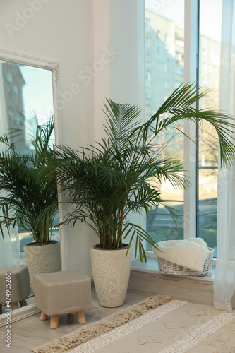 Fototapeta Naklejka Na Ścianę i Meble -  Beautiful green houseplant, mirror and ottoman near window indoors. Interior design