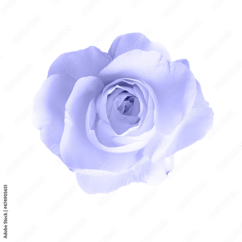 Rose flower isolated on white. Close-up of blooming flower head. Toning in the color of the year 2022, very peri. Trendy colors concept. Rose flower isolated on white. Close-up of blooming flower head. Toning in the color of the year 2022, very peri. Trendy colors concept.