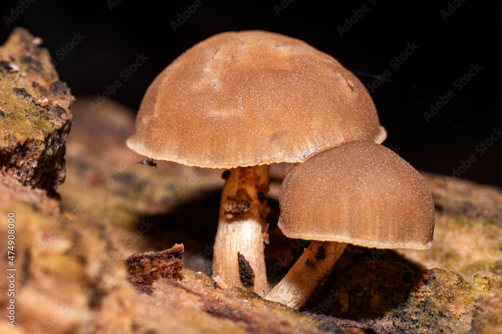 Forest walks in search of mushrooms. Poisonous mushrooms in the forest. Forest walks in search of mushrooms. Poisonous mushrooms in the forest.