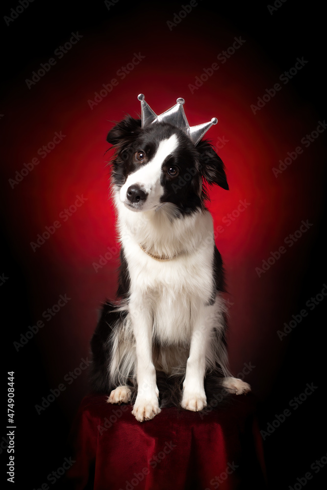 Fototapeta premium Border collie with crown on head. Qween, winner, champion dog. Red background.