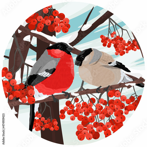 A pair of bullfinches Pyrrhula pyrrhula sits on snow-covered branches of mountain ash with large red berries in winter. Wild birds of Europe and Asia. Realistic vector round composition
