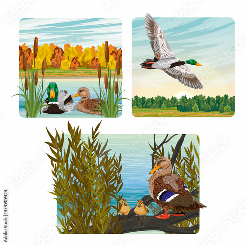 Set of compositions with mallard ducks in different environments and seasons. Ducks swim on the lake, flying over the meadow and watch the chicks. Realistic vector landscape