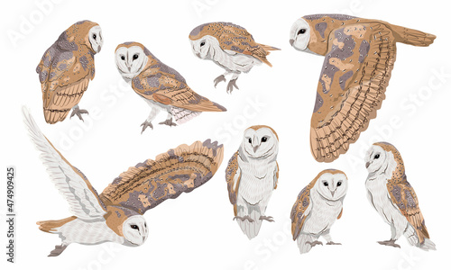 A set of males and females of the common barn owl Tyto alba in different poses. Wild birds of the forest. Realistic vector bird photo