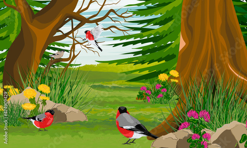 Bullfinches in the spruce forest in summer. Realistic vector landscape
