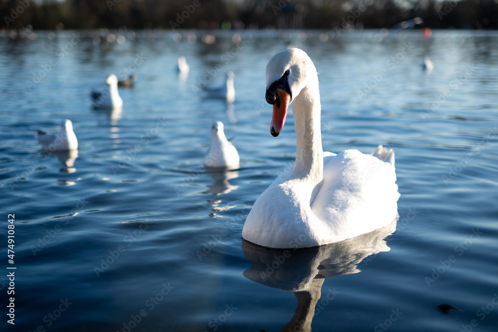 Naklejka premium Schwan in London