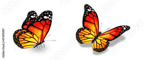 Photo Color monarch butterflies, isolated on the white background