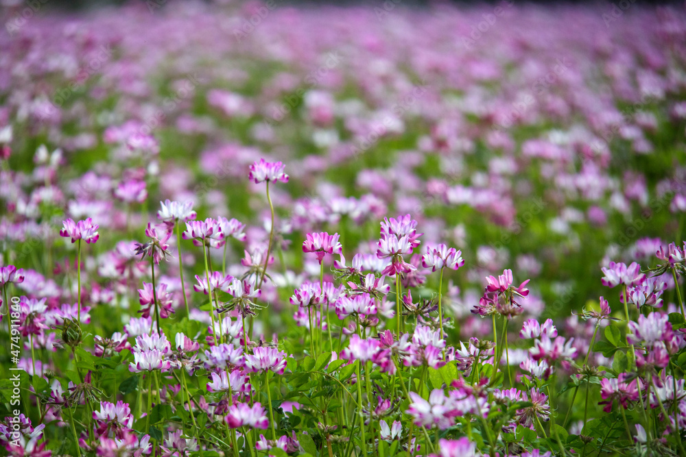 ピンク色の蓮華の花