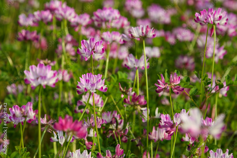 ピンク色の蓮華の花