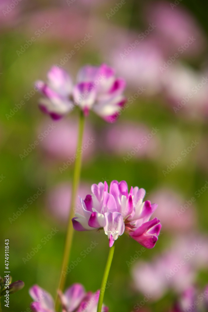 ピンク色の蓮華の花