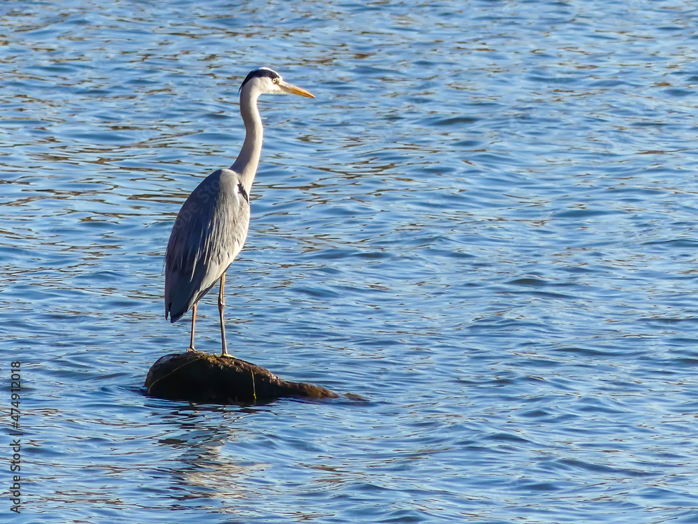 一点をじっと見つめる野鳥 冬の琵琶湖のアオサギ 一点をじっと見つめる野鳥 冬の琵琶湖のアオサギ