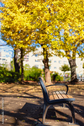 銀杏とベンチ © kuon2602