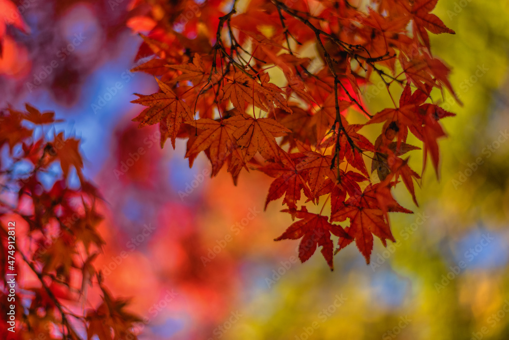 紅葉 紅葉