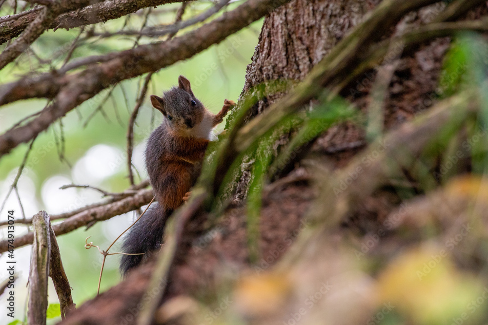 scoiattolo nella foresta