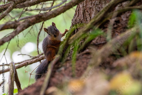 scoiattolo nella foresta © Enrico