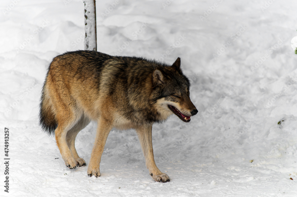 Obraz premium Loups en hiver dans le jura Suisse