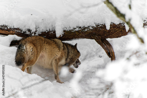 Loups en hiver dans le jura Suisse