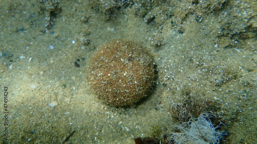 Seagrass Neptune ball from Neptune grass or Mediterranean tapeweed  Posidonia oceanica  undersea  Aegean Sea  Greece  Halkidiki