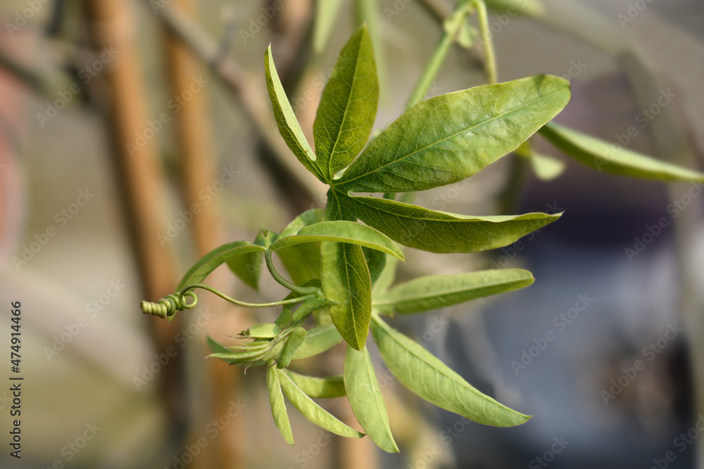 Obraz premium Common passion flower