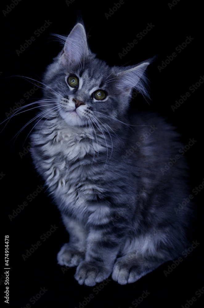 Maine Coon kitten, several months old, black-gray color on a black background. Maine Coon kitten, several months old, black-gray color on a black background.