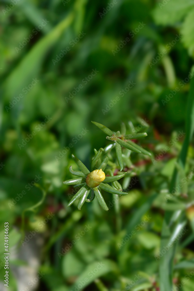 Obraz premium Moss-rose purslane