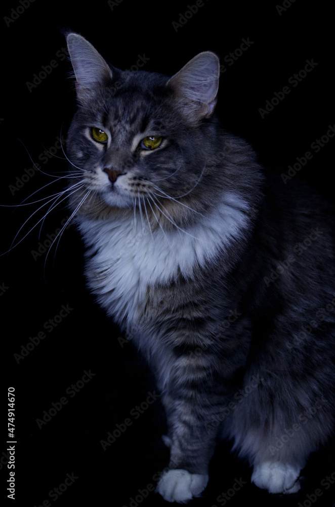 Maine Coon kitten, several months old, black-gray color on a black background. Maine Coon kitten, several months old, black-gray color on a black background.