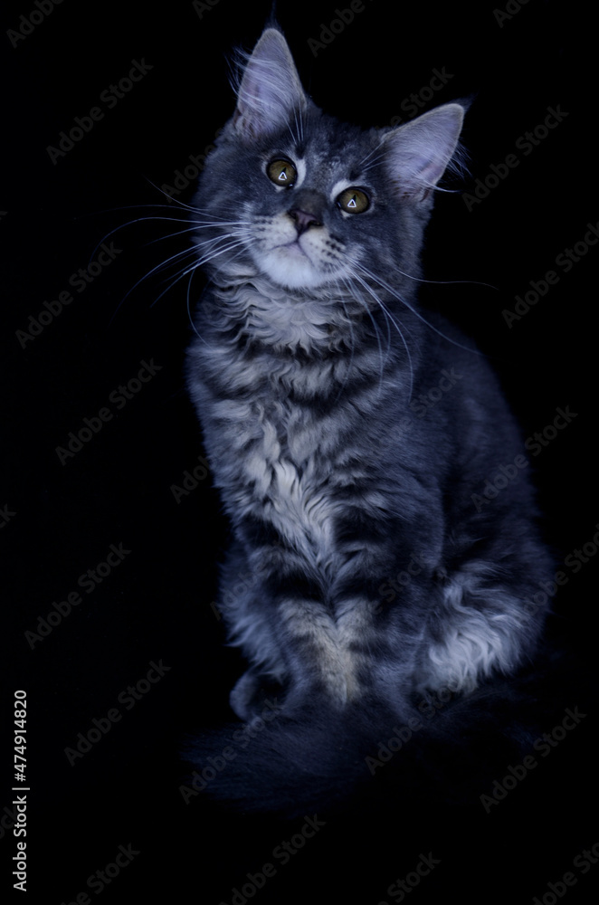 Maine Coon kitten, several months old, black-gray color on a black background. Maine Coon kitten, several months old, black-gray color on a black background.